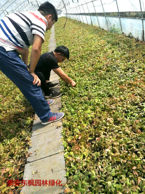 夏日來臨，當(dāng)你吹空調(diào)喊熱的時候，讓我?guī)阋黄鹱哌M(jìn)東楓園林體驗(yàn)一下東楓人高溫下工作不一樣的夏日風(fēng)采