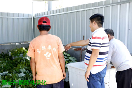 夏日來臨，當(dāng)你吹空調(diào)喊熱的時候，讓我?guī)阋黄鹱哌M(jìn)東楓園林體驗(yàn)一下東楓人高溫下工作不一樣的夏日風(fēng)采