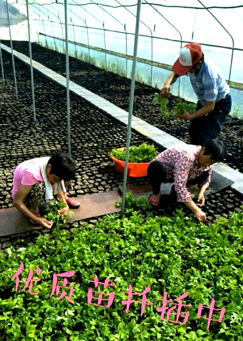 夏日來臨，當(dāng)你吹空調(diào)喊熱的時候，讓我?guī)阋黄鹱哌M(jìn)東楓園林體驗(yàn)一下東楓人高溫下工作不一樣的夏日風(fēng)采