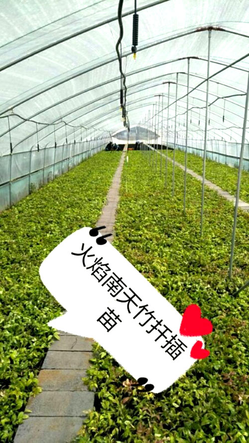 夏日來臨，當(dāng)你吹空調(diào)喊熱的時候，讓我?guī)阋黄鹱哌M(jìn)東楓園林體驗(yàn)一下東楓人高溫下工作不一樣的夏日風(fēng)采