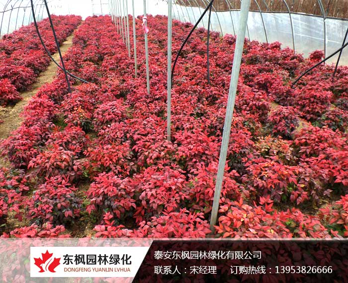 彩色地被植物——‘東方紅’南天竹