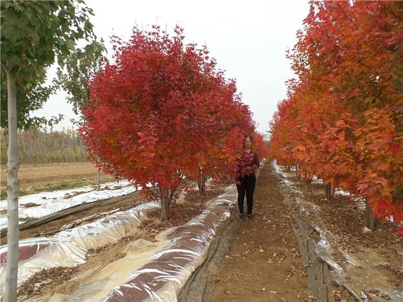 彩色苗木之王—美國紅楓，還能紅多久？