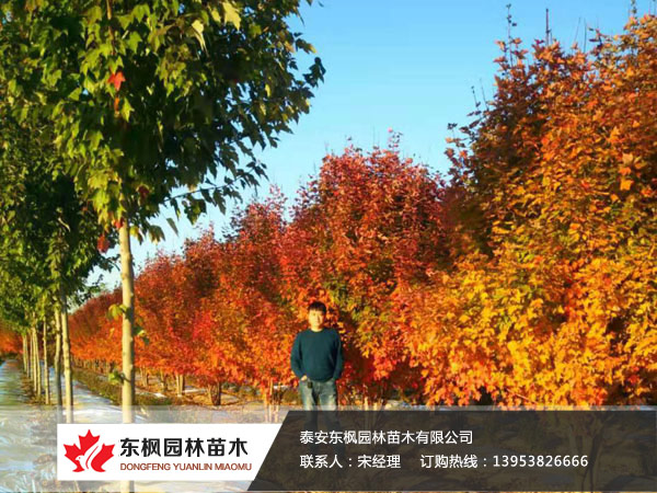 叢生紅點(diǎn)紅楓