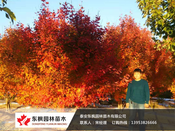 叢生紅點紅楓