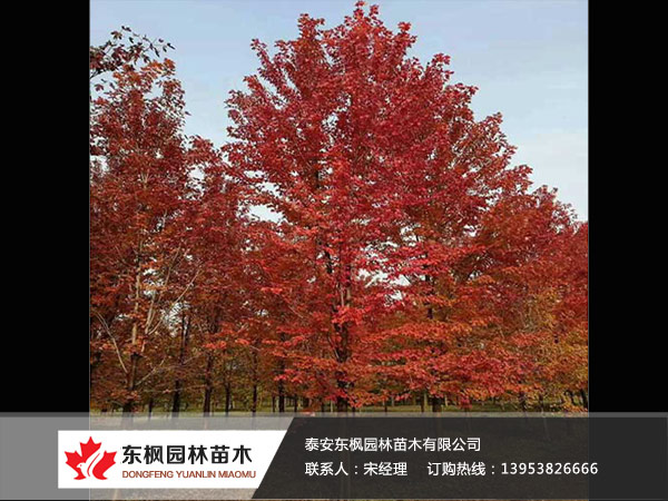 紅點(diǎn)紅楓