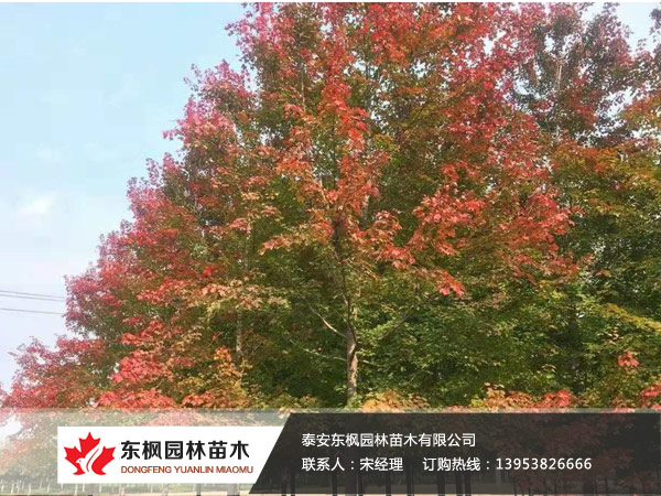 紅點(diǎn)紅楓