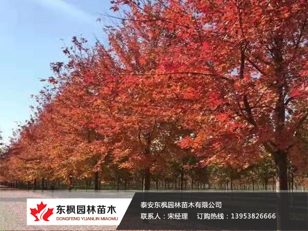 紅點紅楓