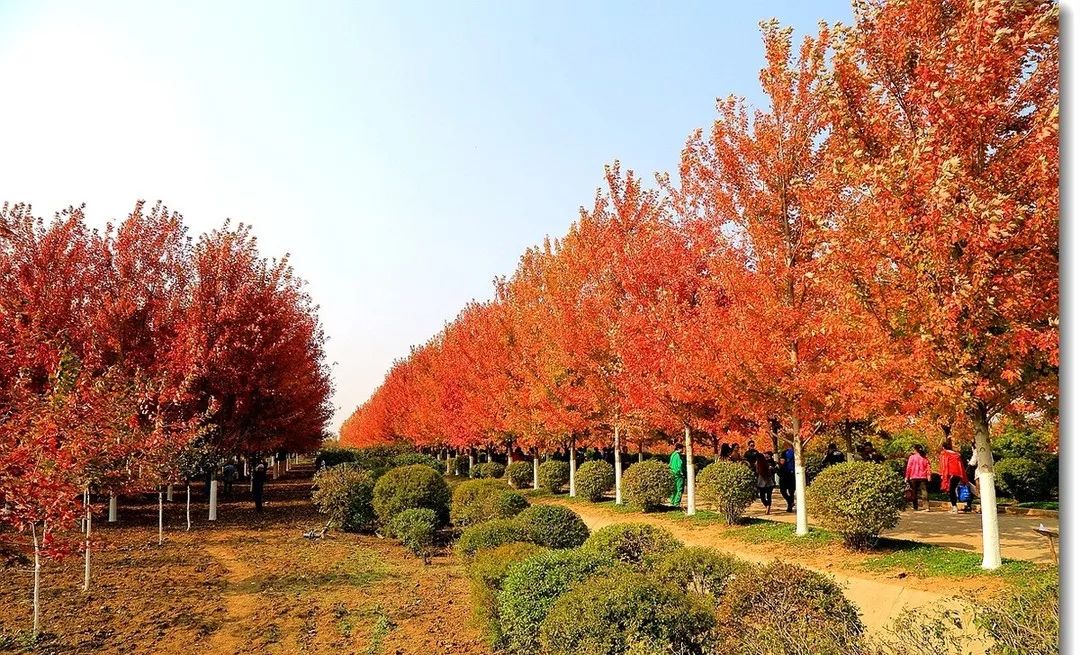 它，秋之嬌子——美國紅點紅楓