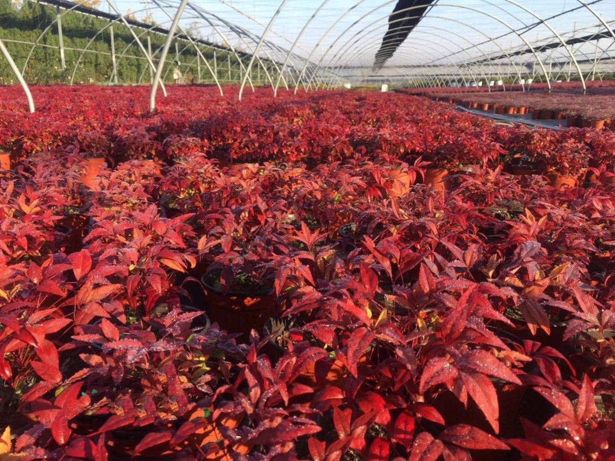 火焰南天竹的種植方法——泰安東楓園林