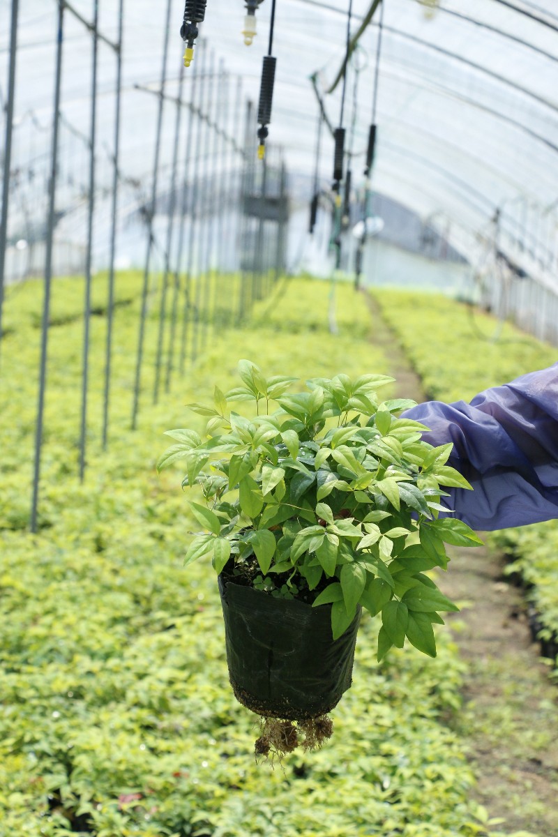 火焰南天竹的種植方法——泰安東楓園林