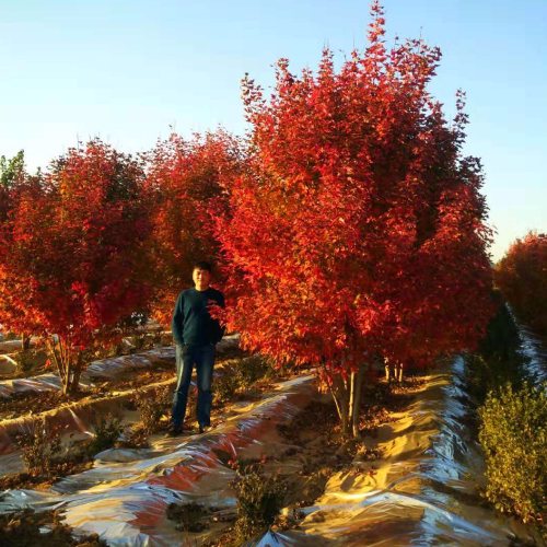 叢生多桿苗木市場需求火爆，叢生紅點(diǎn)紅楓正在逐漸走俏……