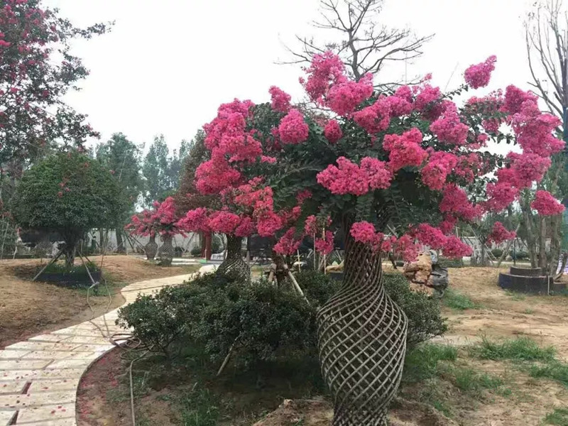 揭秘泰安東楓園林苗木有限公司紫薇花瓶銷售火爆的原因