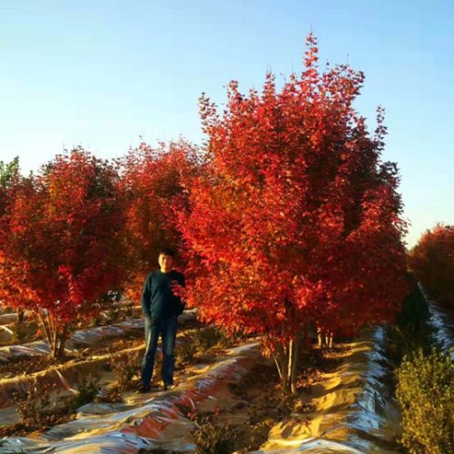 紫薇花瓶|火焰南天竹|叢生紅點紅楓——泰安東楓園林